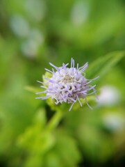 bee on thistle
