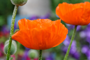 Fototapeta premium Blooming orange flower of oriental poppy on a green background macro photography on a summer day. Large papaver orientale with red petals close-up photo in summertime.