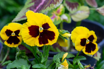 Blooming yellow pansy flowers on a green background macro photography. Wildflower with yellow petals in springtime close-up photo. Viola flower in a spring day.