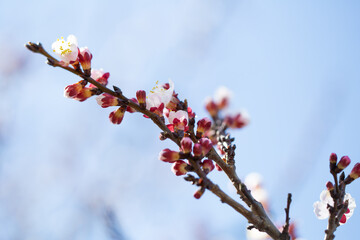 Close up of blooming spring branches with flowers nature