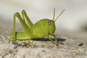 Closeup on a green nymph of the Egyptrian migrating locust grasshopper , Anacridium aegyptium
