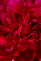 Blossom red peony flower on a summer sunny day macro photography. Garden fluffy peony with red petals in the summer close-up photo. Big paeony flower on a green background nature wallpaper.