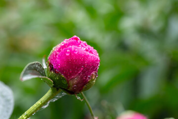 A bud of pink peony with raindrops on a green background macro photo on a summer day. Opening peony flower with water drops on a red petals closeup photo in summertime.