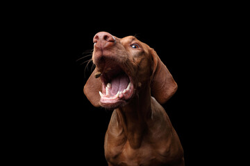 Funny dog Hungarian Vizsla catches a piece