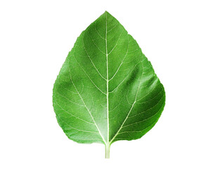 Fototapeta na wymiar Sunflower leaves isolated on a transparent background.png