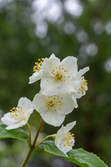 A branch of blooming English dogwood flower with raindrops macro photography. Sweet mock orange plant  with wjite petals on a branch of a flowering plant close-up photo.