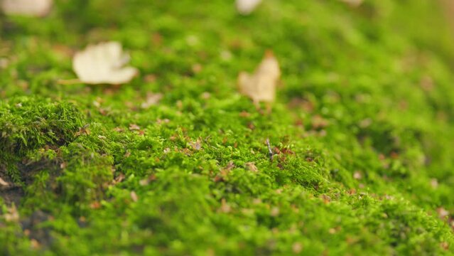 Green moss on tree woodland autumn. Beautiful background of moss. Rack focus.