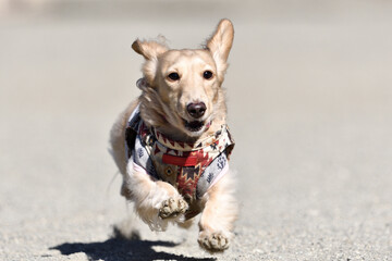 元気よく走る犬
