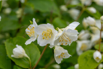 A branch of blooming English dogwood flower with raindrops macro photography. Sweet mock orange plant  with wjite petals on a branch of a flowering plant close-up photo.