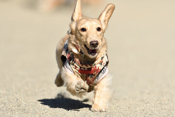 元気よく走る犬