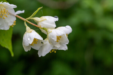 Obraz premium A branch of blooming English dogwood flower with raindrops macro photography. Sweet mock orange plant with wjite petals on a branch of a flowering plant close-up photo.