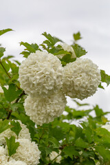 Blooming white hydrangea flowers macro photography on a summer day. Large cap of garden hydrangea with white flowers close-up photo in summertime. Large ball of flowers with white petals.