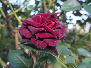 暗い赤色のバラの花「ブラック・バッカラ」一輪