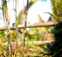 Just Hanging! © Pankaj Tiwari
