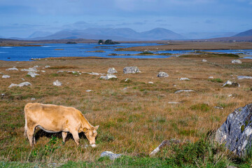Brown cow grazing grass in a field, agriculture and farming industry. Beautiful nature scenery of Connemara with lake and mountains in the background. County Galway, Ireland.