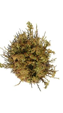 Time lapse of opening Rose of Jericho (Resurrection Plant or false Anastatica hierochuntica) isolated on white background, vertical orientation