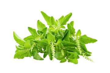 Holy Basil,Ocimum sanctum isolate on transparent png