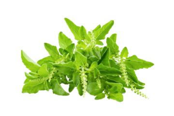 Holy Basil,Ocimum sanctum isolate on transparent png
