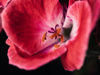 close up of a red flower