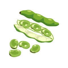 そら豆のイラスト