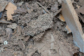 Termites eating wood in or around  home