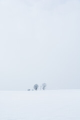 雪が降る雪原に立つ冬木立