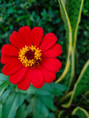 Beautiful zinnia grows by the roadside 