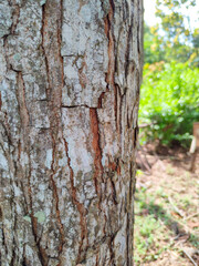 tree in the garden stock photo