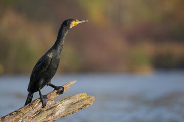 One cormorant bird (Phalacrocorax carbo) standing on trunk of dead tree with shiny black plumage in...