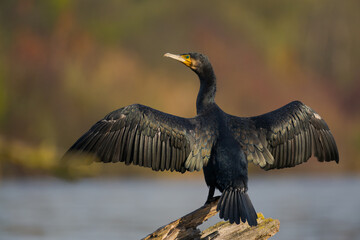 One cormorant bird (Phalacrocorax carbo) standing on trunk of dead tree spreading its wings with...