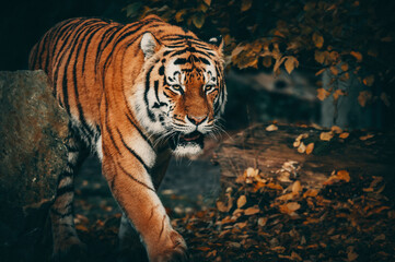 Portrait eines laufenden Sibirischen Tigers (Panthera tigris altaica) im moody forrest look
