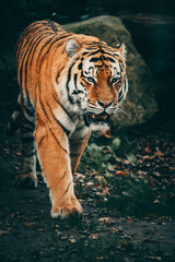 Fototapeta na wymiar Portrait eines laufenden Sibirischen Tigers (Panthera tigris altaica) im moody forrest look