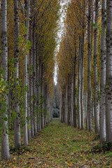 Rows of Canadian cottonwood in the fall. Populus canadensis.
