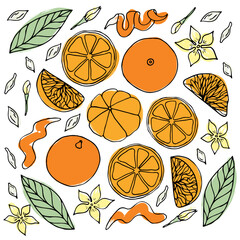 Set of Vector color Oranges, mandarins or tangerines isolated on white. Black contour elements. Ingredients for lemonade, jam, new year or christmas design. Hand drawn doodle simple fruit clipart