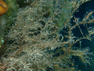 Grapevine hydroid or botryoid stickhydroid (Eudendrium racemosum) close-up undersea, Aegean Sea, Greece, Halkidiki