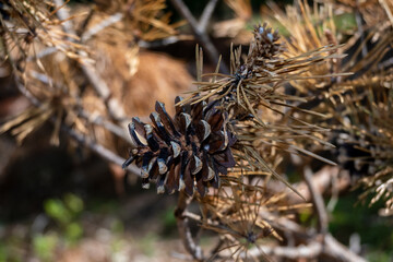 Naklejka na ściany i meble Brown isolated pine cone on a pine tree with brown needles and a bokeh background