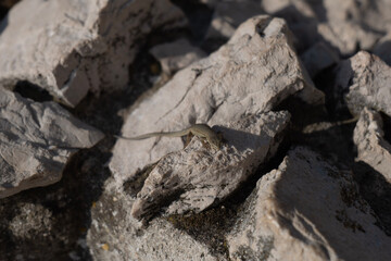 lizard on the rock