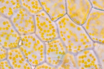 Cell structure flower, View of chromoplast showing in plant cells under the microscope for...