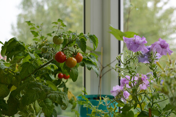 Indoor garden on the balcony with tomato plant and petunia flowers.