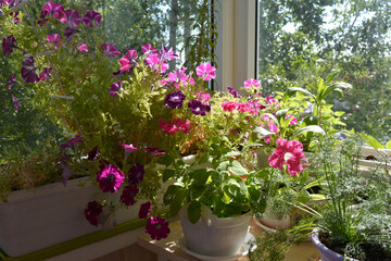 Flowering garden on the balcony in sunny summer day. Petunia flowers and other plants grow in pots and containers
