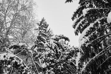 Thick branches of Christmas trees are covered with snow