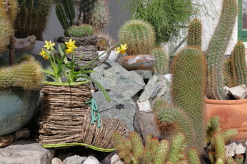 Potted cactus garden  and daffodil  by the house in spring