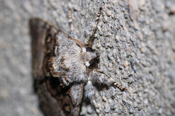 common gray moth insect macro photo