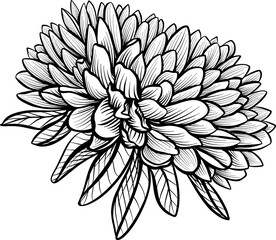 A lush chrysanthemum or aster flower. Side view. Sketch in black and white style. Vector drawing.