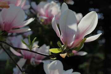 Magnolia flower blooming on the tree close up, on the dark background