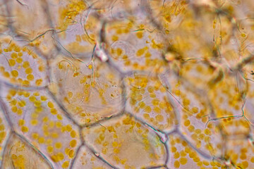 Cell structure flower, View of chromoplast showing in plant cells under the microscope for classroom education.