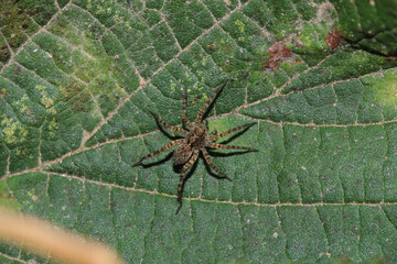 agelena labyrinthica spider macro photo