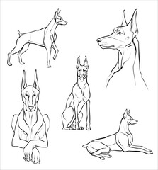Set. Doberman dog in different poses. Illustration of a black and white sketch. Vector.