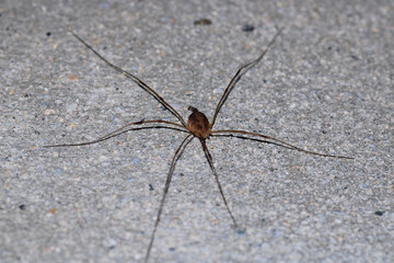 natural opilio dinaricus spider photo