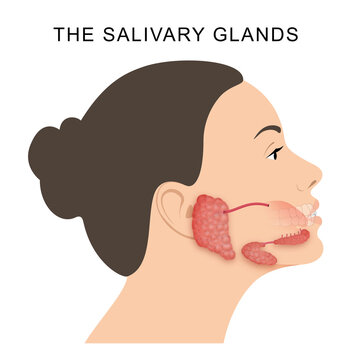 The salivary glands in mammals are exocrine glands